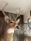 Whitetail Shoulder Mount Taxidermy
