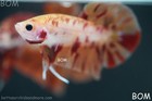 Live Betta Male Fancy Koi Candy Hmpk Red Peach Marble   Bom355