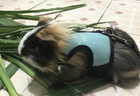 Adjustable Harness With Leash For Small Pets     Fits Ferrets  Baby Rabbits  Hamst