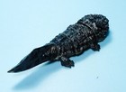 Bandai Diversity Of Life On Earth Japanese Giant Salamander Dark Us Seller New