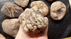 10 Fossils Horn Coral- Crinoids- Branch Coral-brachiopod Trace Fossil