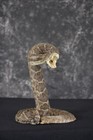Real Taxidermy Mounted Western Diamondback Rattlesnake Striker  46 