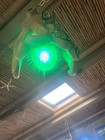 New Tattooed Octopus Lamp W real Pufferfish  Green Led Tiki Bar Oceanic