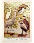 Egret Crane And Herons 1936 Bird Art Lithograph Color Plate Print Dwu12b