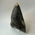 Megalodon Shark Tooth 5 79 Inch - Real - Large Fossil - Natural Teeth 19716
