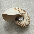 Natural Nautilus Seashell Nautilus Pompilius  1 Shell Approx  6  Inches 