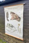 Rare Vintage  School Chart Paul Pfurtscheller Zoology Poster Beetle Cockchafer