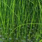 A Bunch  20  giant Hairgrass Eleocharis Vivipara Live Aquarium  Buy 2 Get 1 Free