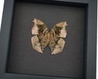 Salamis Cacta Female Verso Dead Leaf Mimic Butterfly Framed Taxidermy Moonlight