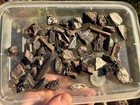       rr        44 Small Phytosaur Fossils   4 Petrified Wood Ne Az  7 4 Oz      