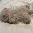 Animal Alley Persian Cat Plush Commonwealth Stuffed Animal Tan Fluffy Kitty 14   