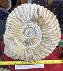 Large Natural Ammonite Fossil Specimen France morocco 8    X 7   