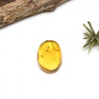 Rare Neuropteran Larva  lacewing   Fossil Insect Inclusion In Burmese Amber