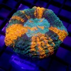 Small Acanthophyllia 1 5  Wysiwyg - Indigo Corals - Ic 3445 - Meat Coral