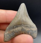 Megalodon Tooth Real Fossil Shark Tooth 2    All Natural No Repair