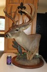     Coues     Deer Head Shoulder Mount Taxidermy Pedestal Antler Mule Whitetail