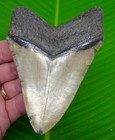 4 67   Megalodon Shark Tooth  Real Fossil North Carolina  Usa - No Restoration