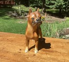 Vintage  Original  Cast Iron Dog Door Stop   Hubley No  307 Boxer   Nice