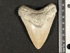 Big  Three Inch Four Million Year Old Megalodon Shark Tooth Fossil 62 2gr