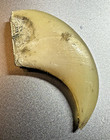 Vintage Natural Bear Claw  E-3