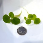  buy2get1free  High Quality Amazon Frogbit Live Floating Plants Aquarium Aquatic