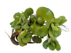 Bundle Of 4 Water Lettuce   1 Water Hyacinth Floating Aquatic Plants For Ponds