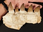 Big  Mosasaurus Jaw Bone Fossil With Five  Tooth Fossils Morocco 752gr