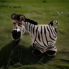 Russ Kookie Kritters Talking Zebra Bank Vintage Signed Ceramic Whimsical Animal