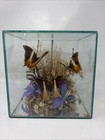 Terrarium Real Butterfly Display Diorama 6    Glass Box Vintage 70s Taxidermy Read