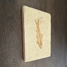 Fish Fossil On Stone Slab Natural Fossil  50 Million Years Old 