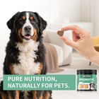 120 Dog Probiotic Chews Enzymes For Gut Health Digestion