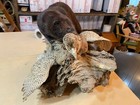 Vintage Life-size Mink Attacking Pheasant Taxidermy Display On Driftwood