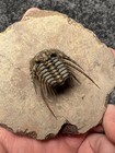 Leonaspis Sp  Trilobite Fossil     Flying Preparation