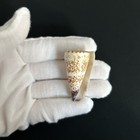 Conus  calibanus  Thalassiarchus bough Cone  41 8mm  Philippines Cone Shell