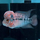 Super Red Dragon Flowerhorn Male 4 5  Inch King Kamfa Big Kok  srd06  D25-03