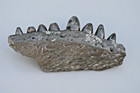 Fossil Alligator Jaw W  8 Teeth From Florida