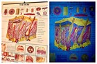 Antique Medical Illustration Human Anatomical Chart Vintage Anatomy Metal Poster