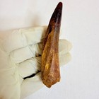Large Spinosaurus Tooth 9 Cm     Massive Dinosaur Fossil Specimen