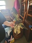 Vintage 1950s  Lane   Co Ceramic Mallard Duck Electric Tv Lamp Light