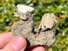 Double Florida Fossil Crabs In Matrix Ranilia Muriceta Pliocene Crustacean Rare