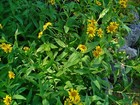 50 Arnica Chamissonis Seeds - Meadow Arnica Seeds - Beautiful Flower 