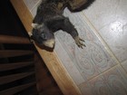 Vintage Brindle Muli Color  Squirrel  Decor Squirrel