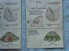 5 Stained Glass Lamp Patterns Whittemore-durgin Dogwood Water Lily Snail Floral