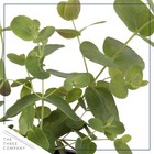 Live Aromatic And Edible Herb - Eucalyptus  4 Per Pack  - Assorted Varieties    