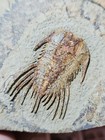 Rare Fossil Trilobite  lehua  Sp ordovician Fezouata Morocco