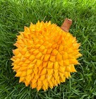 Potato Garlic Durian Tree