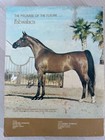 Arabian Horse Show Program - Us National Championships 1980
