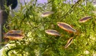 8   2 Celestial Pearl Danio   Christmas Moss
