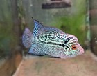 High Quality Male Kamalau Flowerhorn Live Fish Size 2 5-3  Inches  Usa Breed