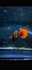 Tiger Magenta Round Tail Guppy     Live Male   Female Pair  Rare Imported Strain